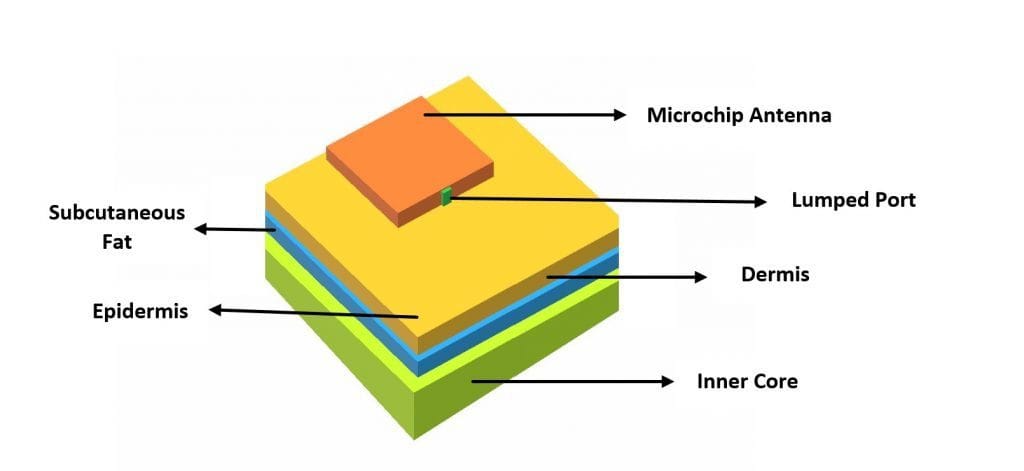 Multilayered Skin tissue